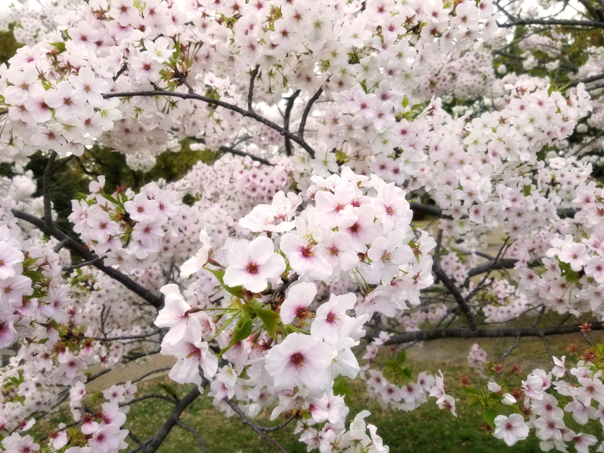 桜