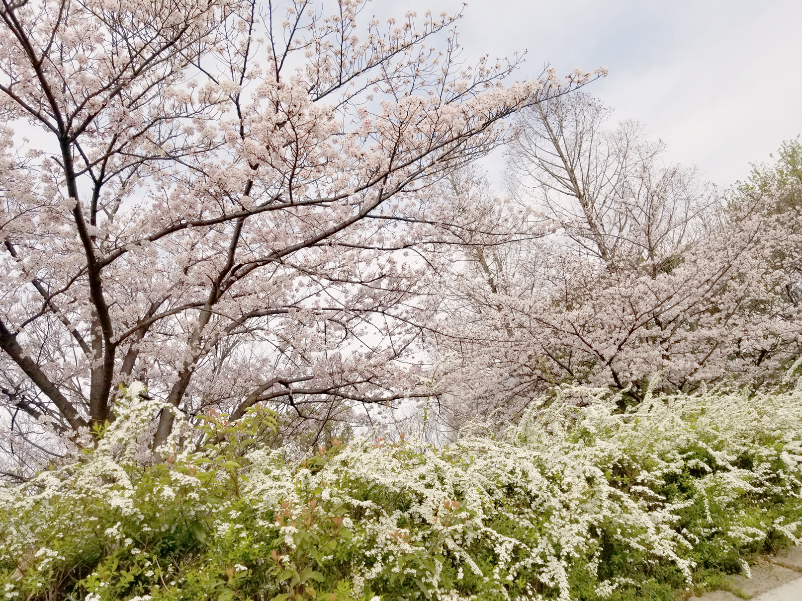 桜